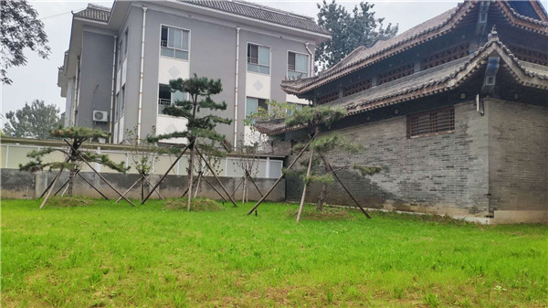 安阳民俗博物馆拆迁区绿化工程全面完工(图4)